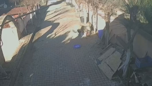 silivri de sahibine dakikalarca saldiran koc 19454209 5309 m