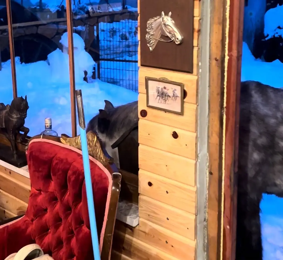 Yabani yılkı atları evine kadar geldi, ortaya samimi anlar çıktı: "Hoş geldiniz"