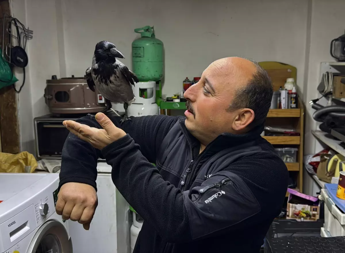 Yaralı halde bulup tedavi ettirdiği karga, iş yerinde yanından ayrılmıyor