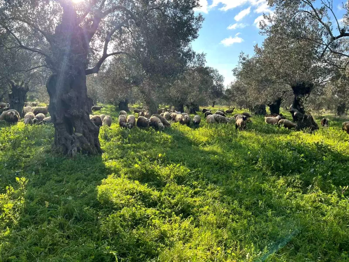 Balıkesir'de zeytinliklerde koyun otlatan çobana ceza