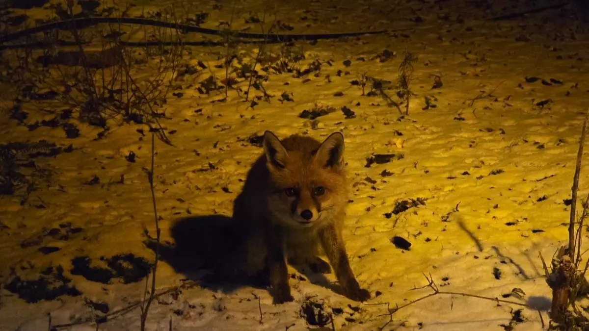 Kartepe'de yiyecek arayan tilkiyi, eliyle besledi