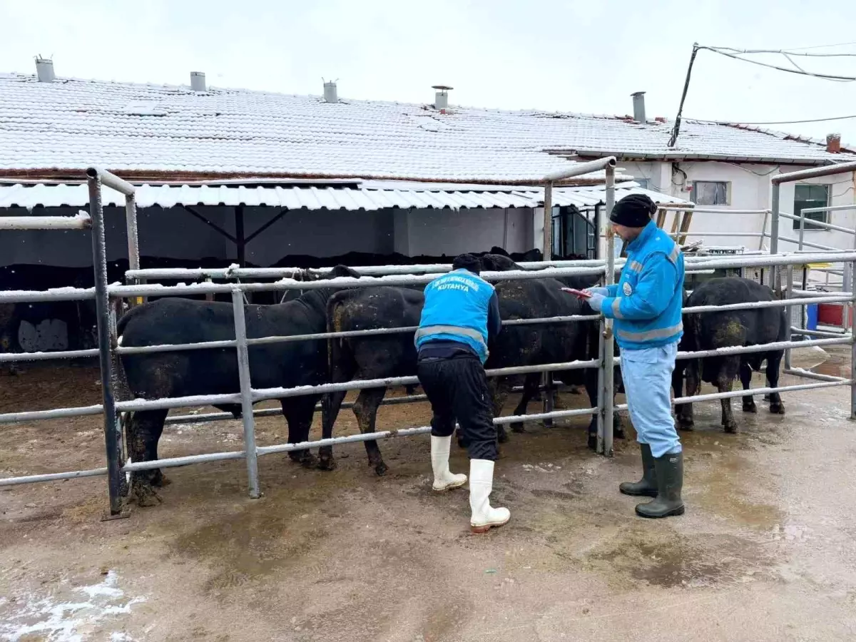 Kütahya'da ithal besilik erkek sığırlar için millileştirme çalışmaları sürüyor