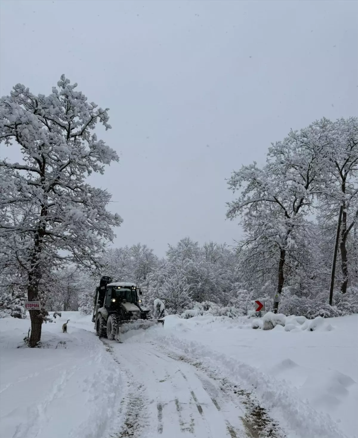 Samsun'da kar etkili oluyor