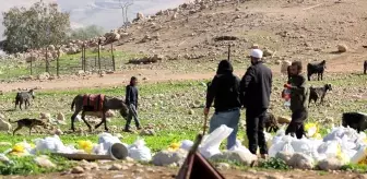 Filistin topraklarını gasbeden İsraillilerin saldırıları Batı Şeria'daki Filistinlileri evlerinden ediyor