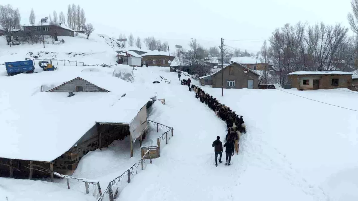 Keçi sürüsü 4 saatlik zorlu yolculukla köye ulaştırıldı