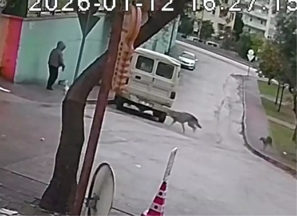 Kurt köpeklerinin saldırı anı kamerada: Küçük köpeği bulunan kadını yere düşürdüler