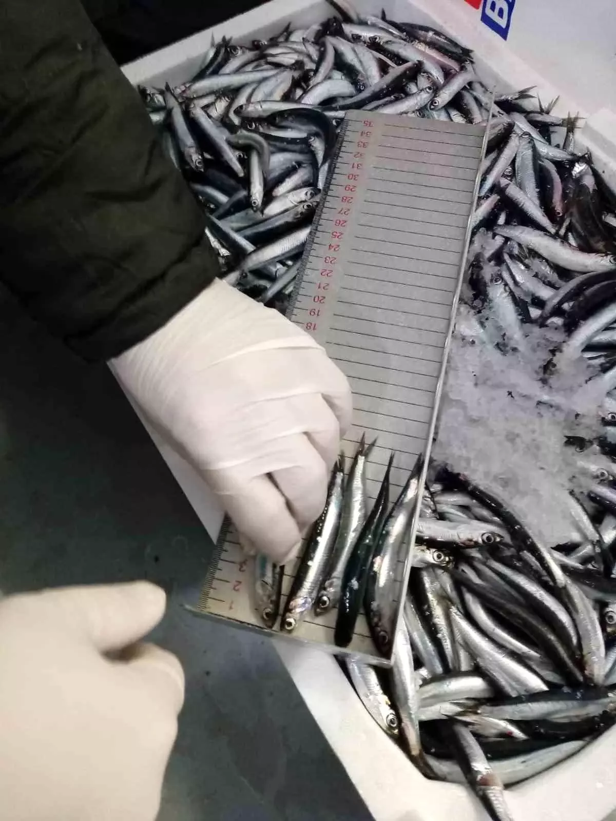 Trabzon'da 2025 yılında su ürünleri denetimlerinde 43 kişiye 3,2 milyon TL para cezası