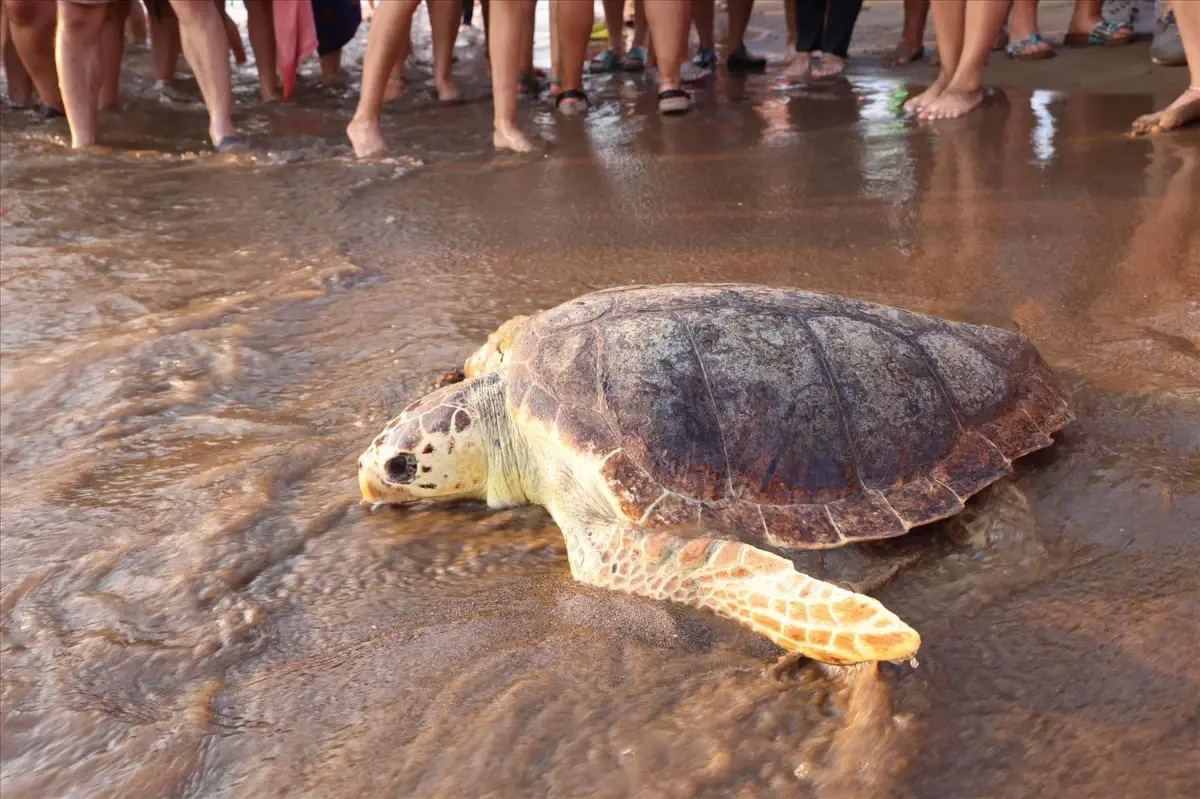 Caretta caretta 'Atlas' 5 ayda 4 bin 956 kilometre yol katetti