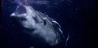 Dünyanın en büyük deniz yılanı! Boyu 12 metreden uzun, köpekbalıklarıyla besleniyor