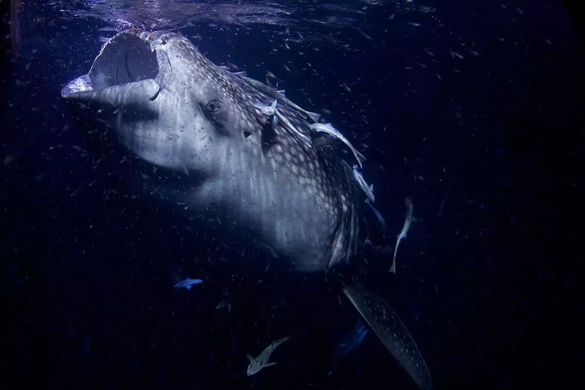 Dünyanın en büyük deniz yılanı! Boyu 12 metreden uzun, köpekbalıklarıyla besleniyor