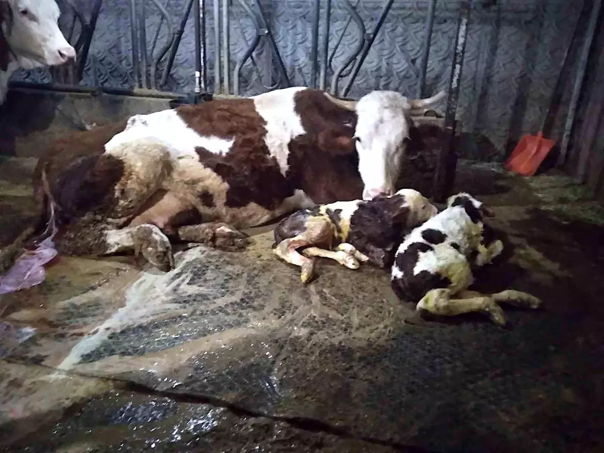 Ölü buzağıyla üzüldüler ikiz doğumla sevindiler