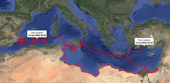 Uydudan izlenen caretta caretta 'Gümüş' yaklaşık 24 bin kilometre katetti