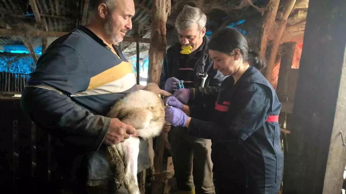 Yalova'da hayvan sağlığına yönelik çalışmalar sürüyor