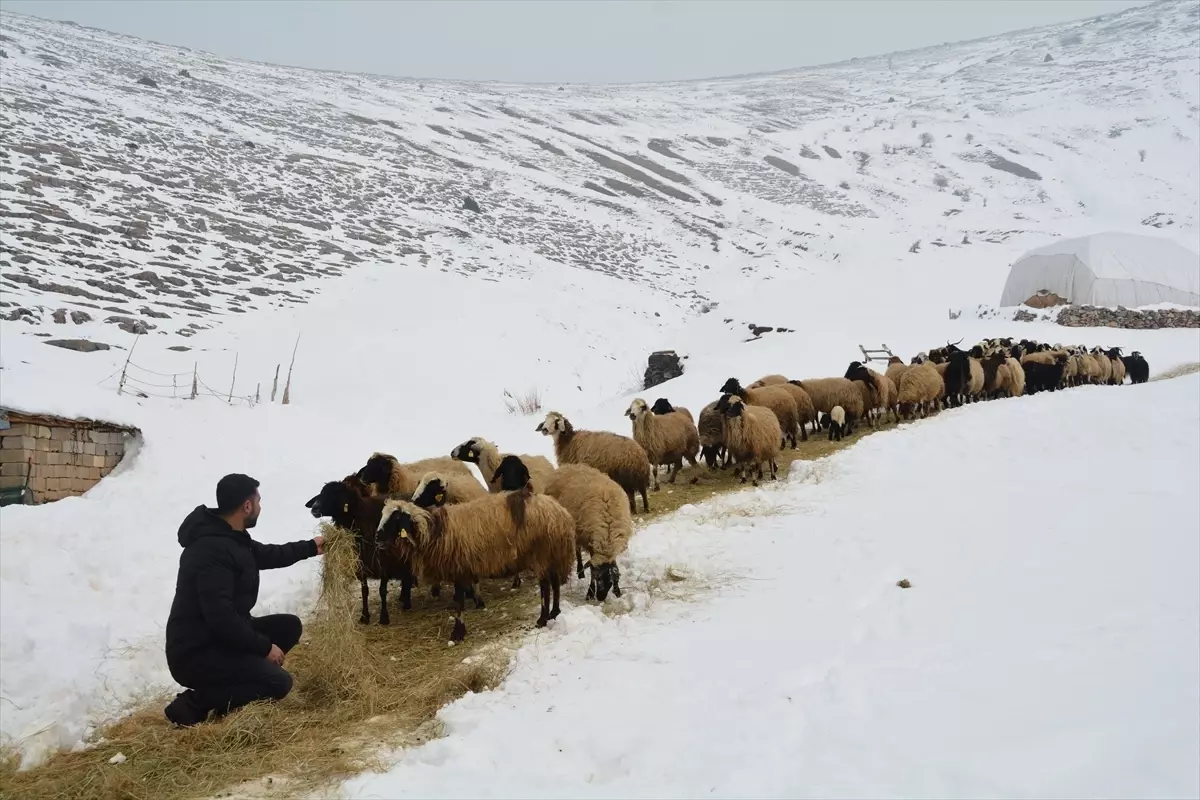 Bitlis'te kar ve soğuk havada besicilerin zorlu mesaisi sürüyor