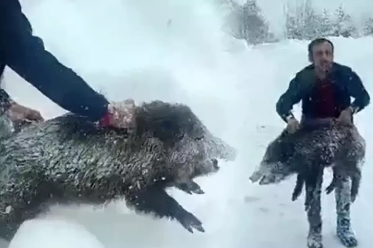 Eliyle domuz yakalayan vatandaşa ceza