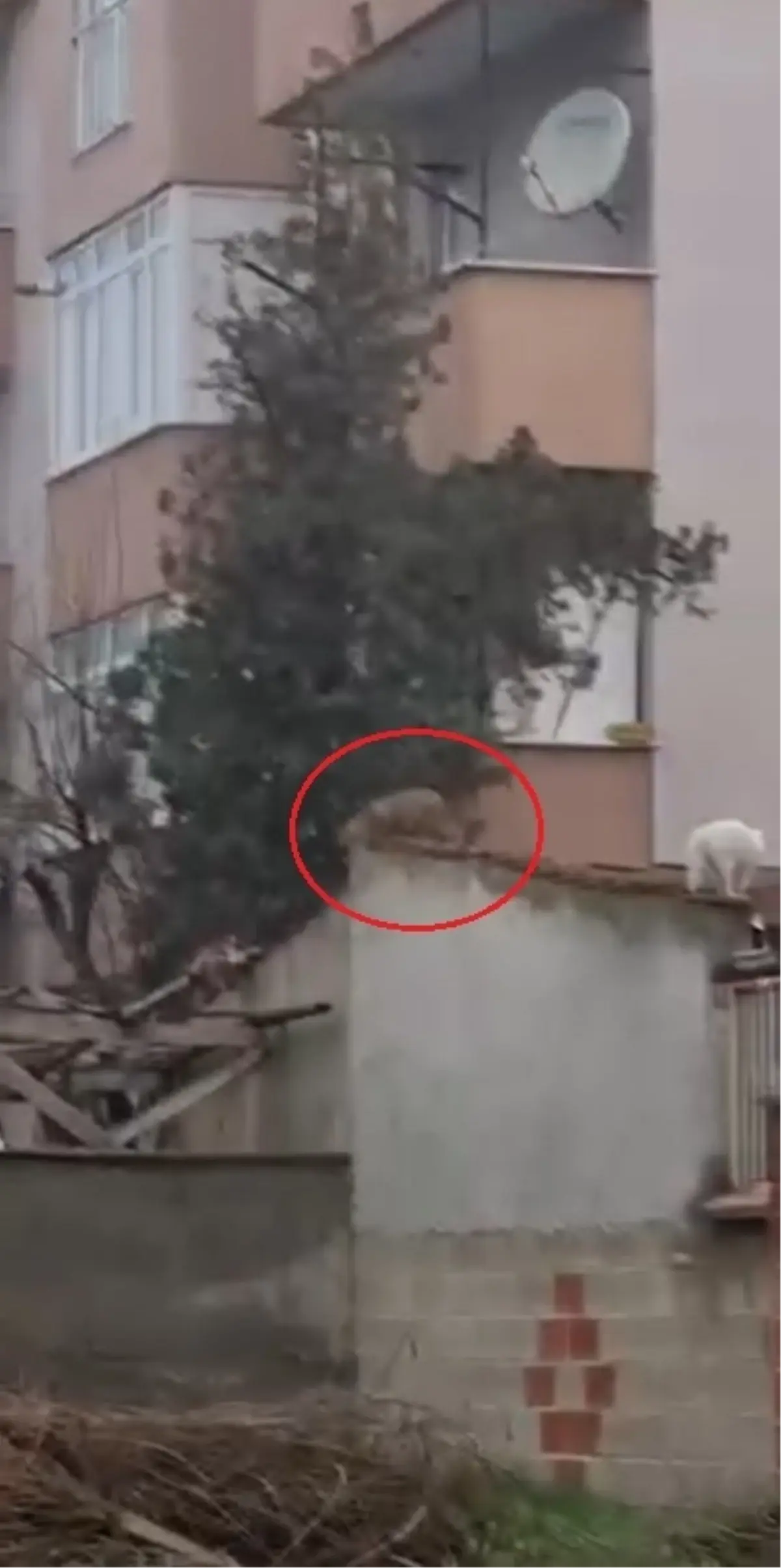 Evlerin bahçe duvarlarının üstünde gezen tilki kamerada