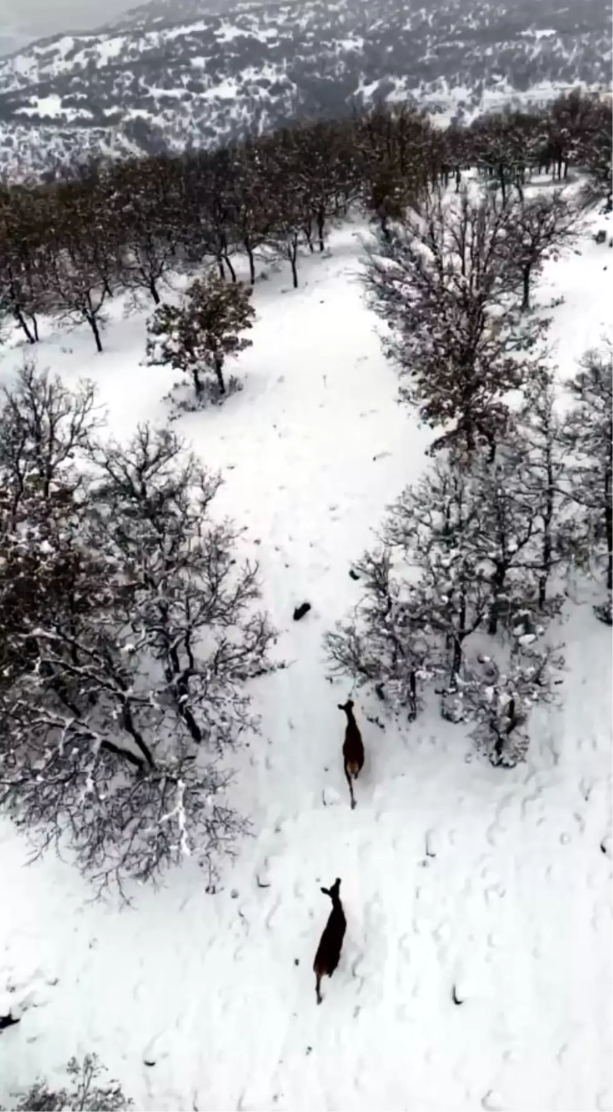 Bolu'da Karla Kaplı Ormanda 2 Karaca Dron ile Görüntülendi