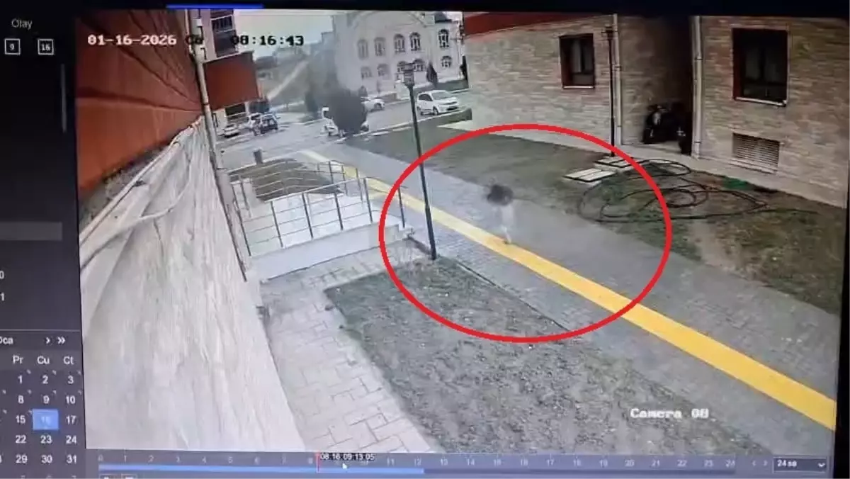 Suluova'da Kız Öğrenci Sokak Köpeklerinden Kaçarak Apartmana Sığındı