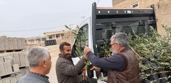 Mardin'de 800 zeytin fidanı dağıtıldı