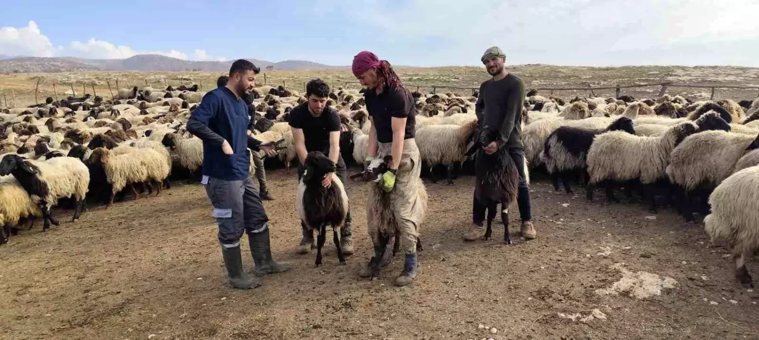 Şırnak'ta hayvancılığa 2025'te güçlü dokunuş