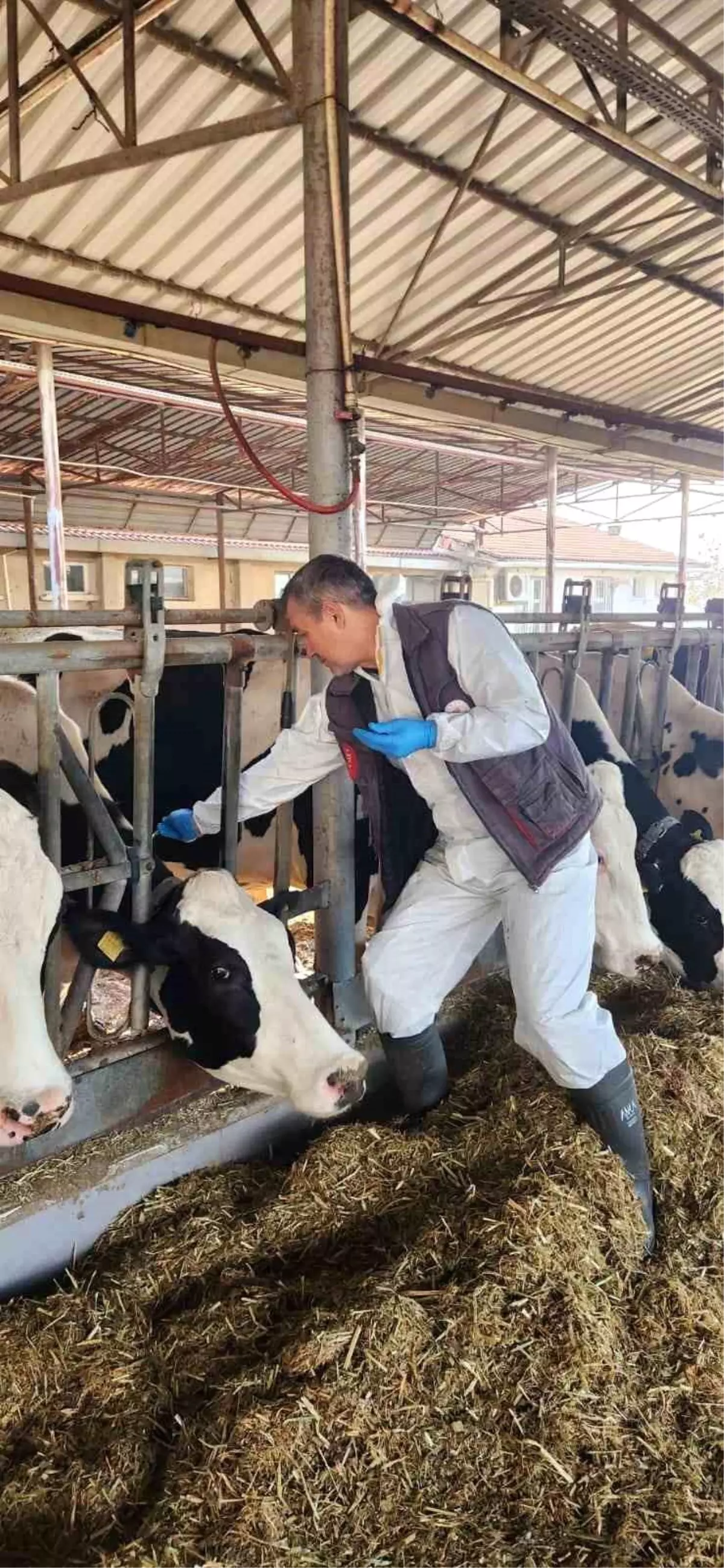 Söke TAYEM'de tüberküloz ve brucella taraması yapıldı