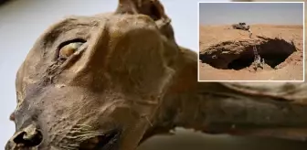 Suudi Arabistan'da bir mağarada 7 mumyalanmış çita bulundu