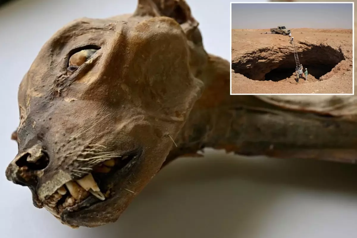 Suudi Arabistan'da bir mağarada 7 mumyalanmış çita bulundu