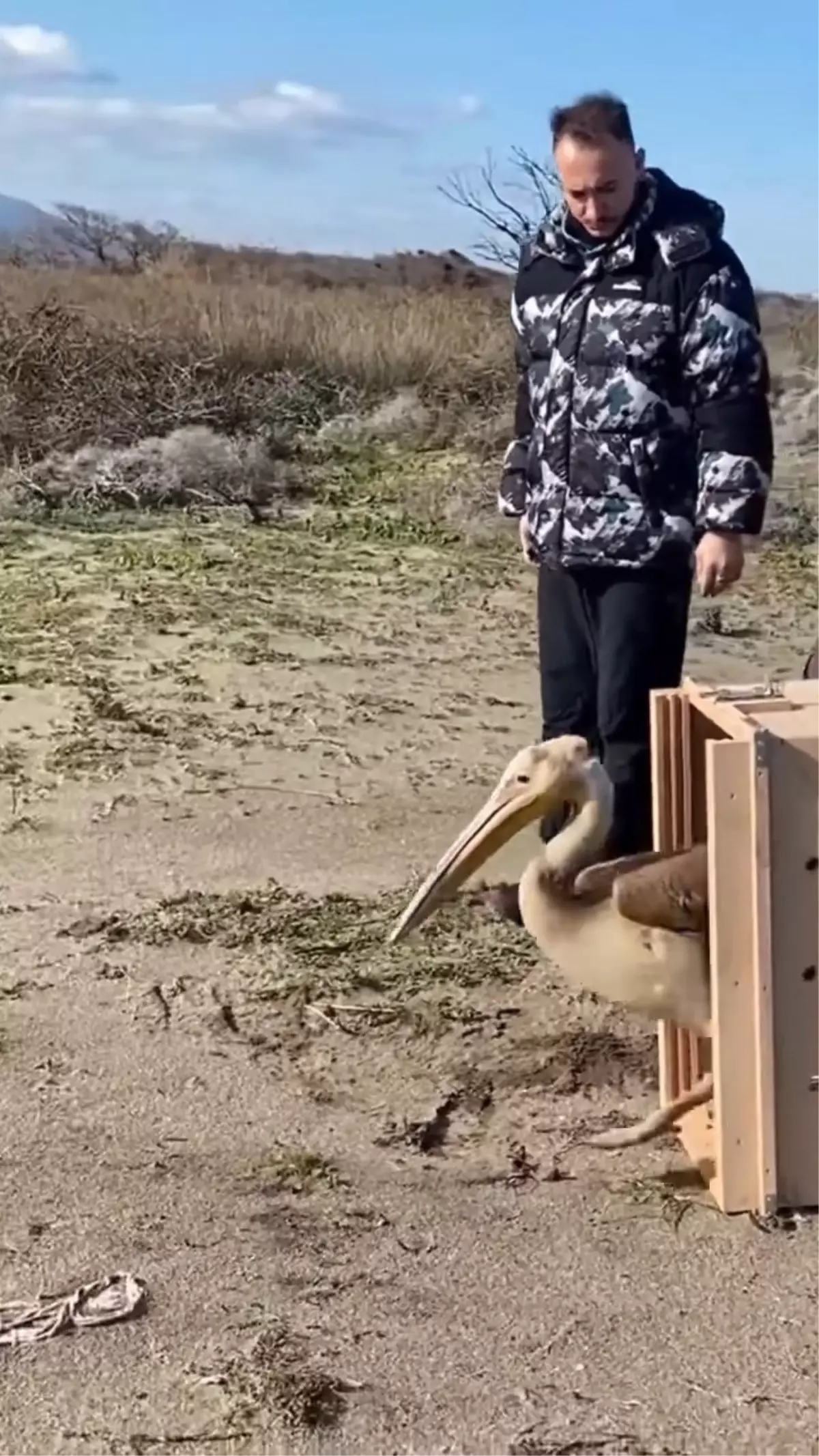 Yaralı Ak Pelikan Bursa'da Doğal Yaşam Alanına Salındı