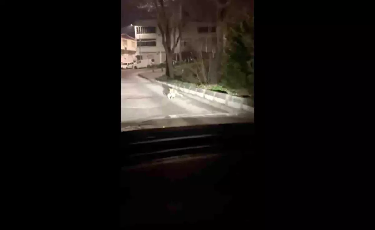 Bursa'da gece yarısı tilki, ağzında kediyle sokakta görüntülendi