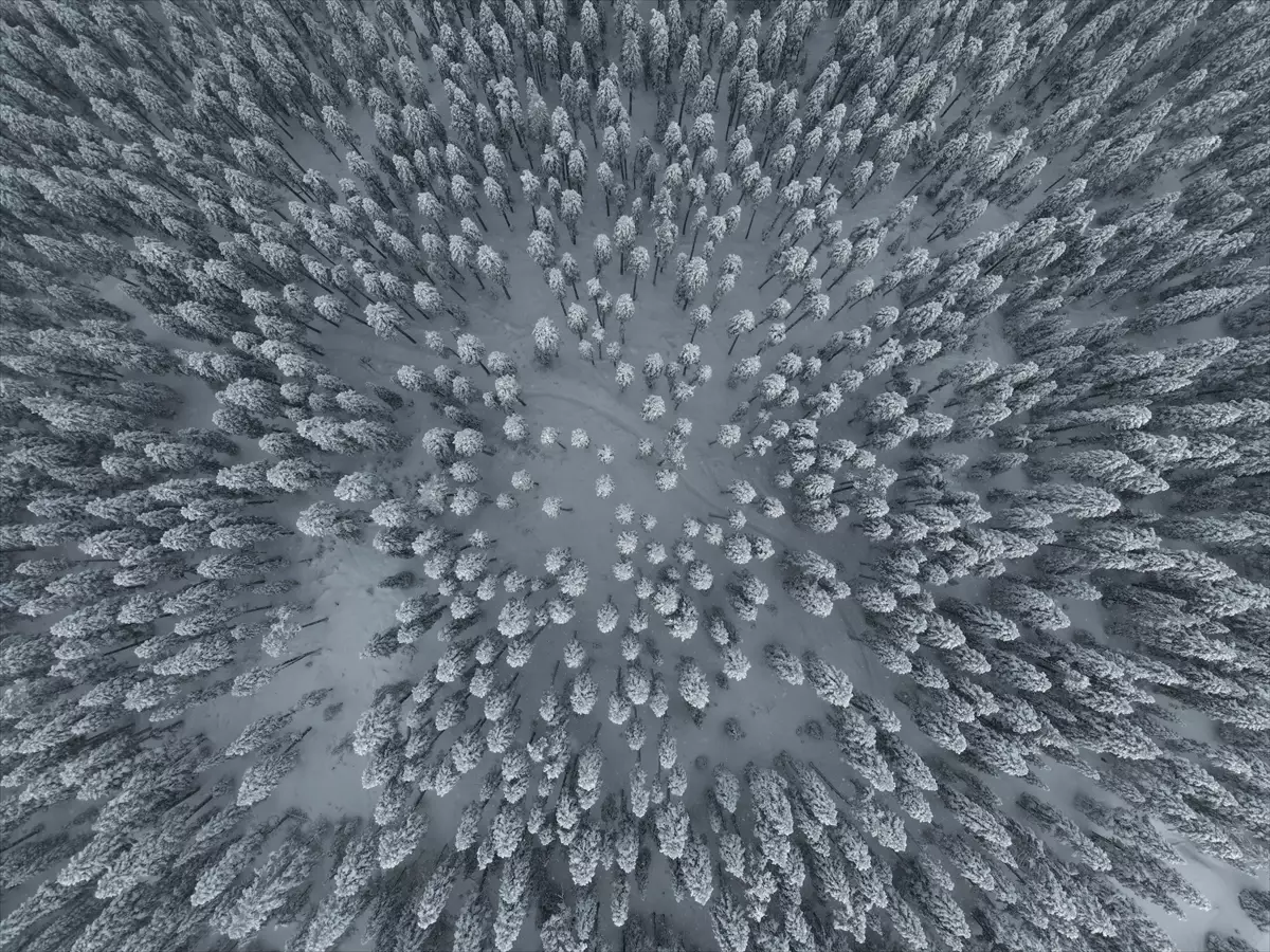 Ilgaz Dağı'nın karlı ormanları dron ile görüntülendi