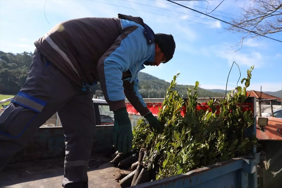 Muğla'da üreticilere 31 bin defne fidanı dağıtıldı
