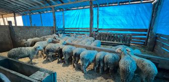 Sinop'ta genç girişimcilerin küçükbaş hayvancılık işletmesine ziyaret