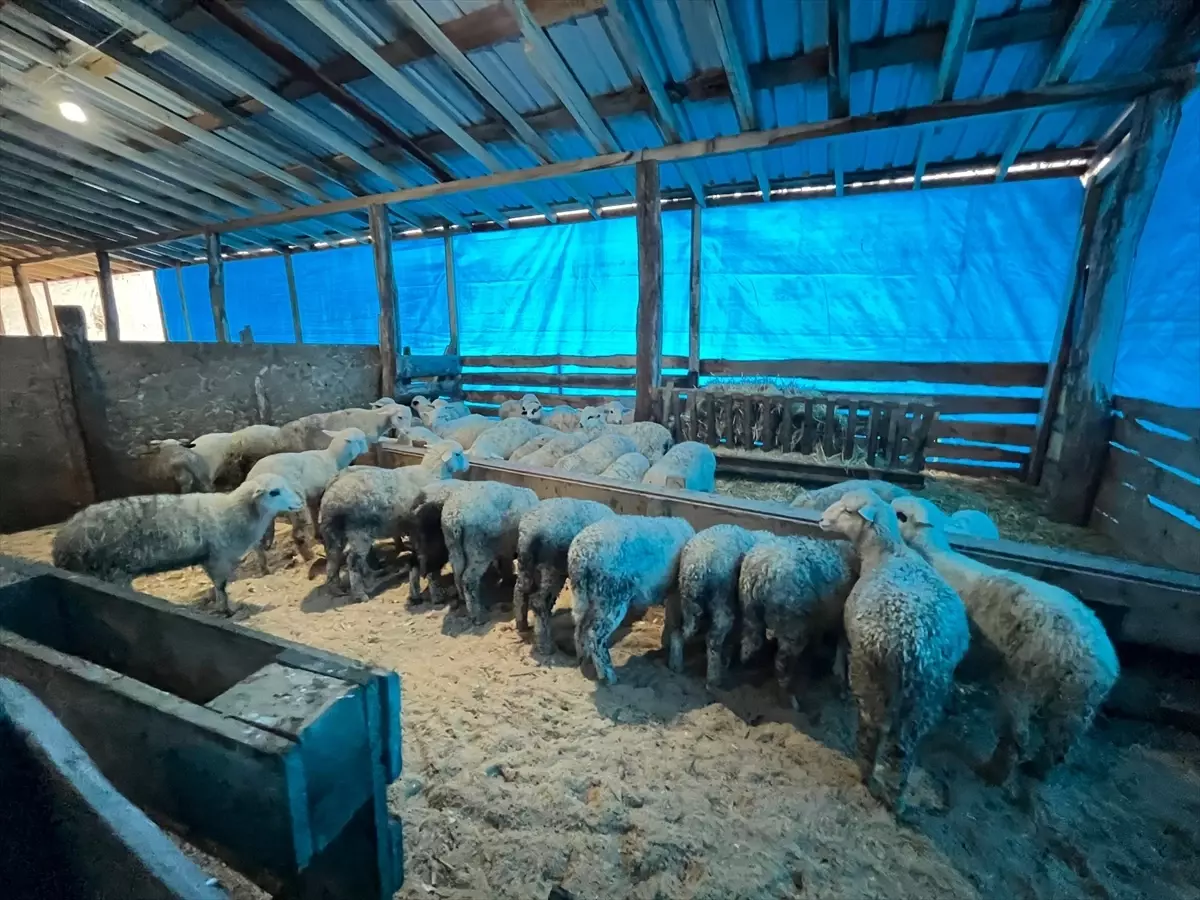 Sinop'ta genç girişimcilerin küçükbaş hayvancılık işletmesine ziyaret
