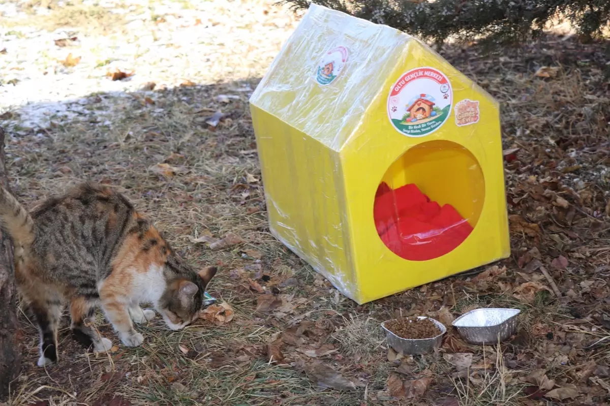 Sokak kedileri için plastikten evler yapıp, önlerine mama ve su bıraktılar