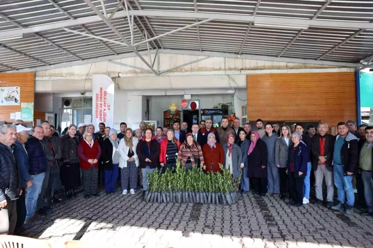 Ula'da üreticilere 38 bin defne fidanı dağıtıldı