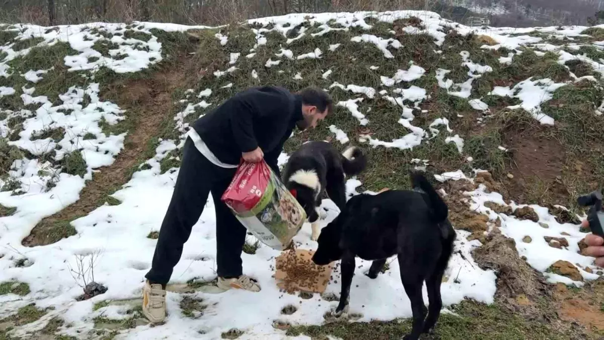 Uludağ'da aç kalan köpeklerin imdadına hayvanseverler yetişti