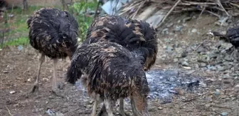 Arkadaşının hediyesiyle başladığı deve kuşu yetiştiriciliğini çiftlikte sürdürmek istiyor