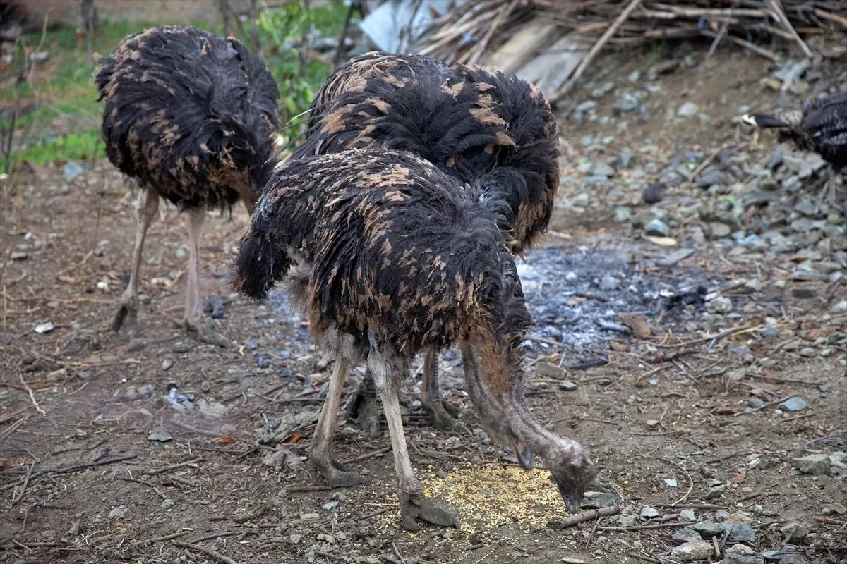 Arkadaşının hediyesiyle başladığı deve kuşu yetiştiriciliğini çiftlikte sürdürmek istiyor