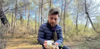 'Mantar avcıları' Antalya'da düzenlenen etkinlikte bir araya geldi