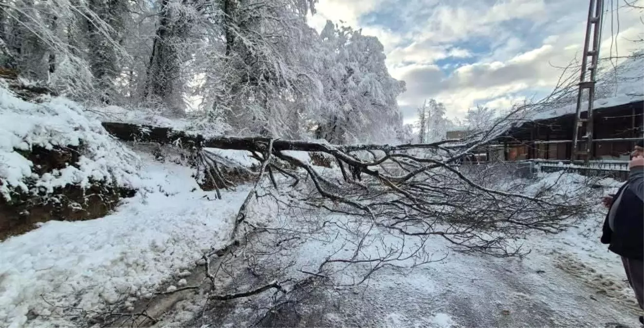 Sinop'ta kara yolunda ağaç devrildi