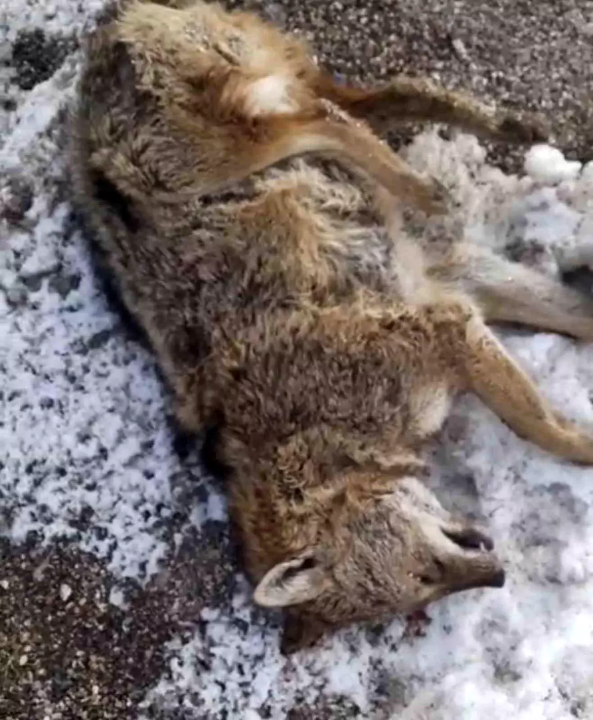 Aracın çarptığı kurt telef oldu