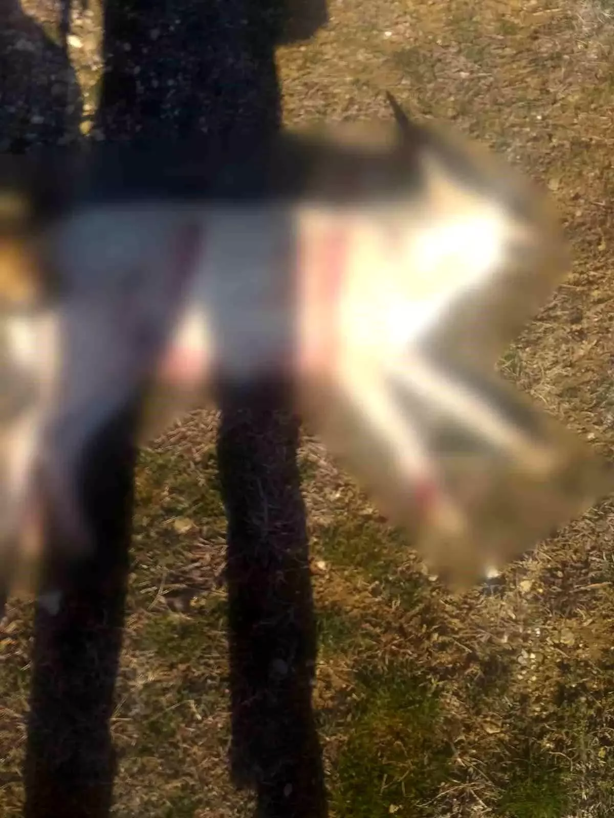 Burdur'da köpeklerin silahla öldürüldüğü iddialarına valilikten açıklama