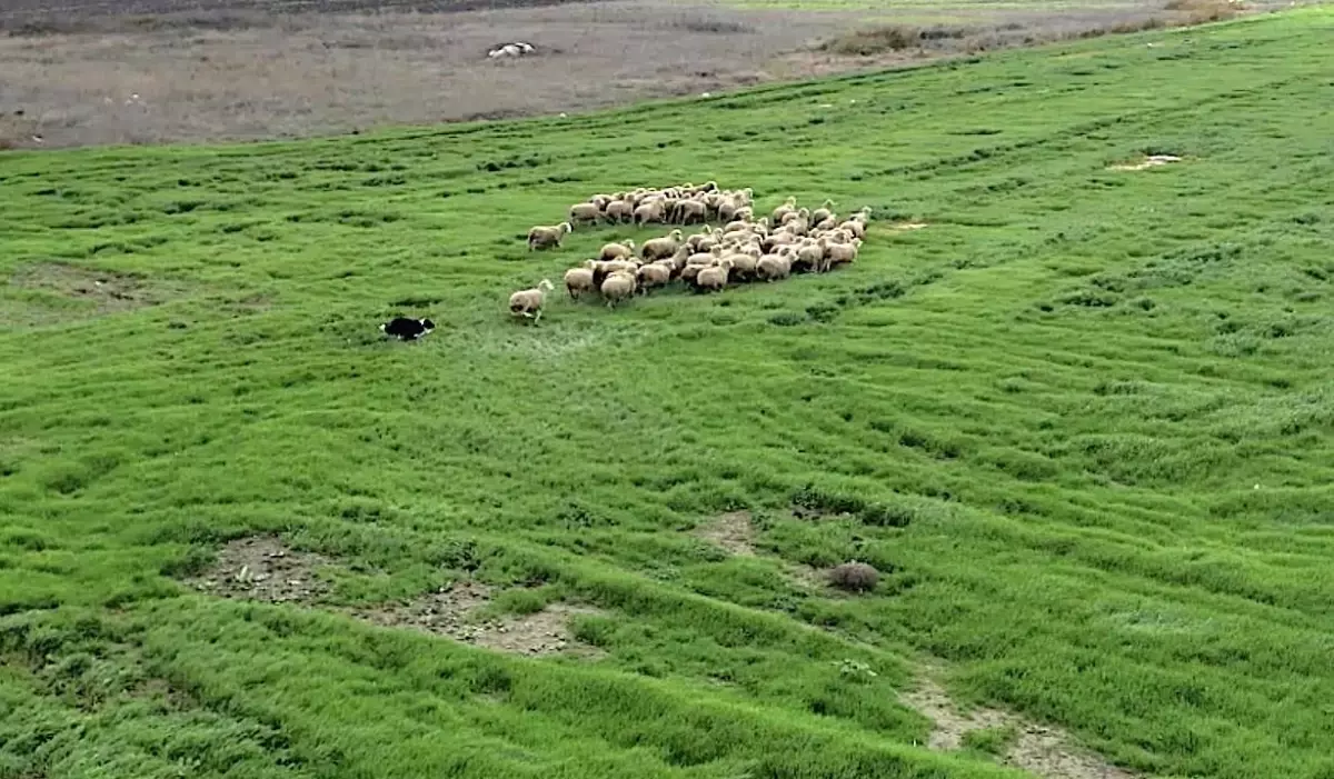 Kangal ve akbaştan sonra çobanlara hareketli ve heyecanlı yeni bir yardımcı geliyor