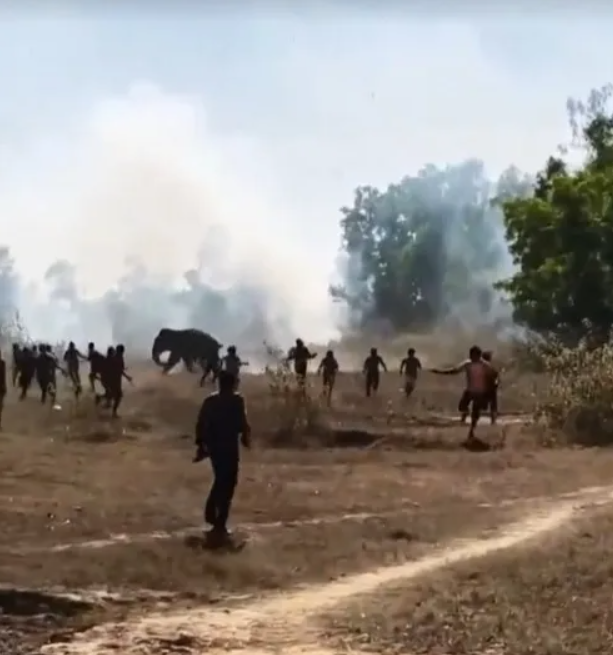 kontrolden cikan fil 22 kisiyi oldurdu koyluler 19479697 8689 m