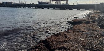 Tekirdağ'da lodos nedeniyle sahilde kırmızı yosun birikti