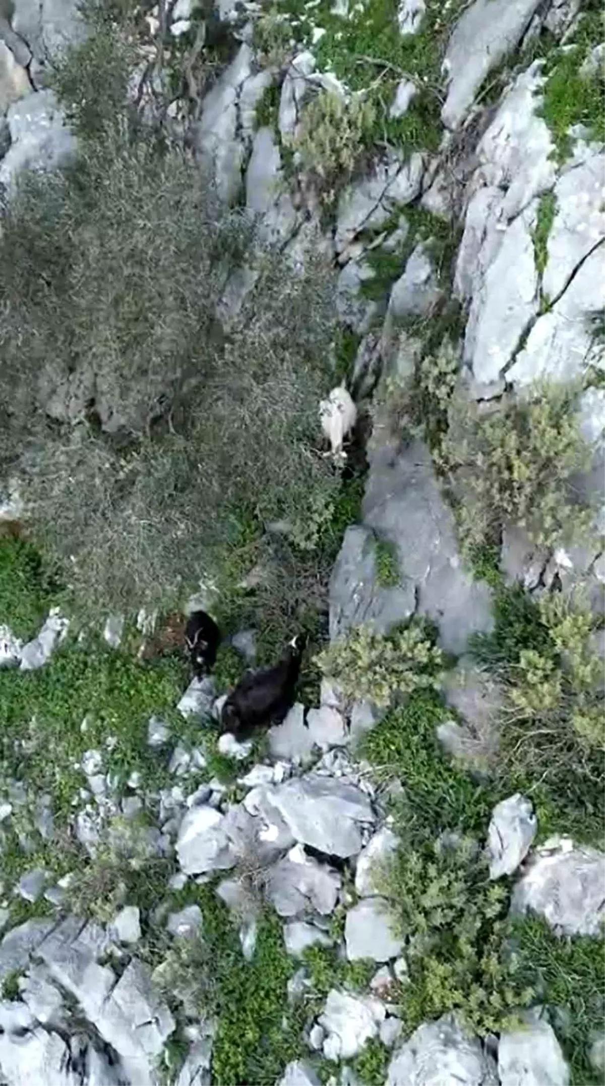 AFAD'dan keçi kurtarma operasyonu