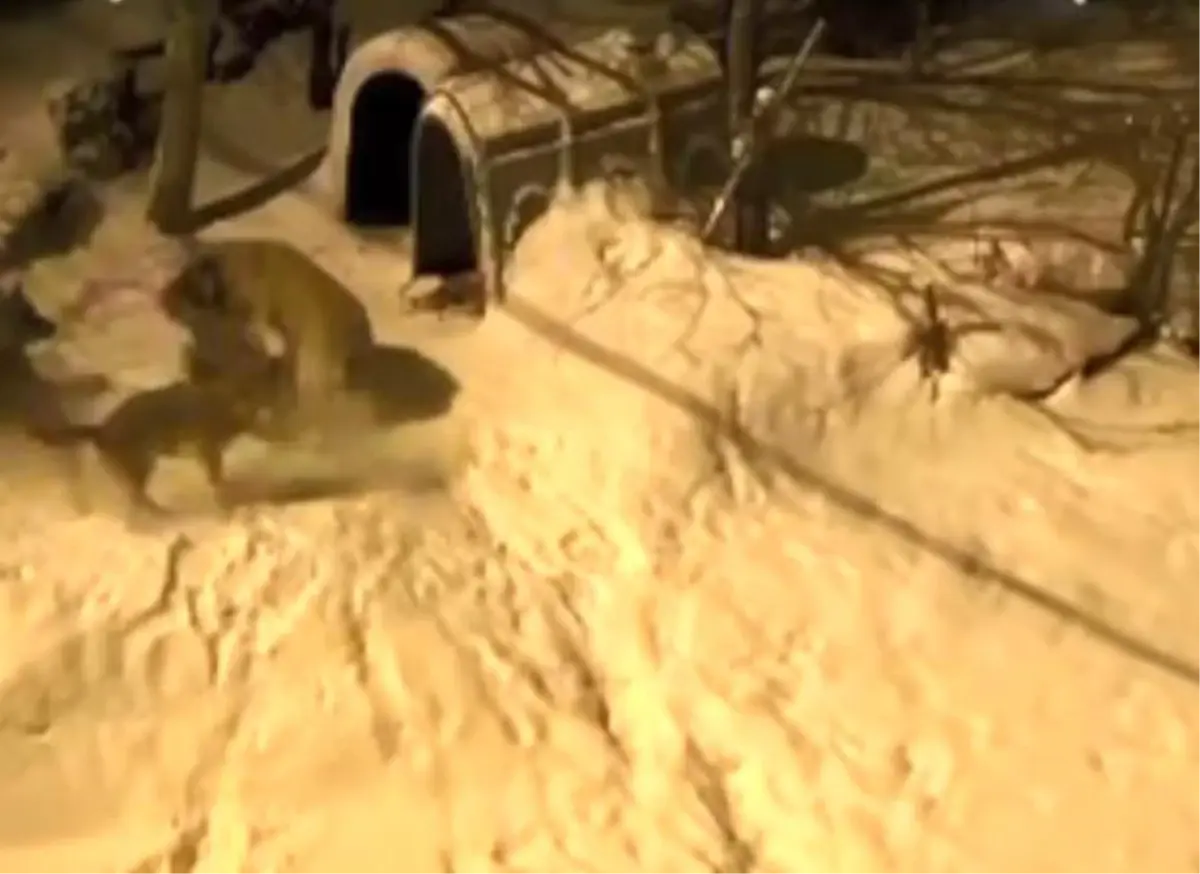 Artvin'de cesur bekçi köpeği 6 kurda meydan okudu