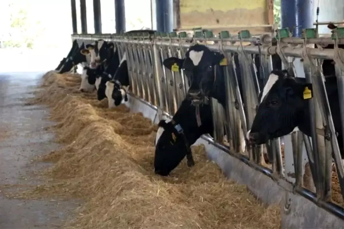 Aydın hayvancılıkta Türkiye zirvesinde