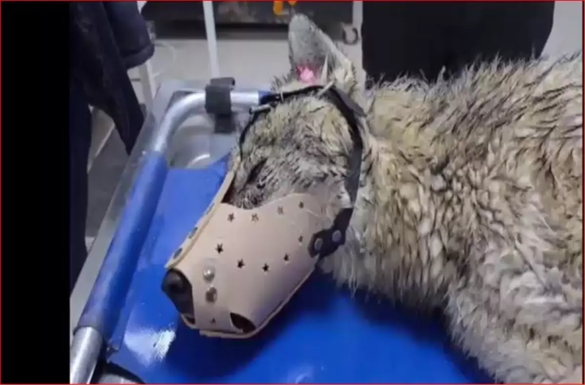 Bitlis'te yol kenarında yaralı halde bulunan kurt, tedaviye alındı