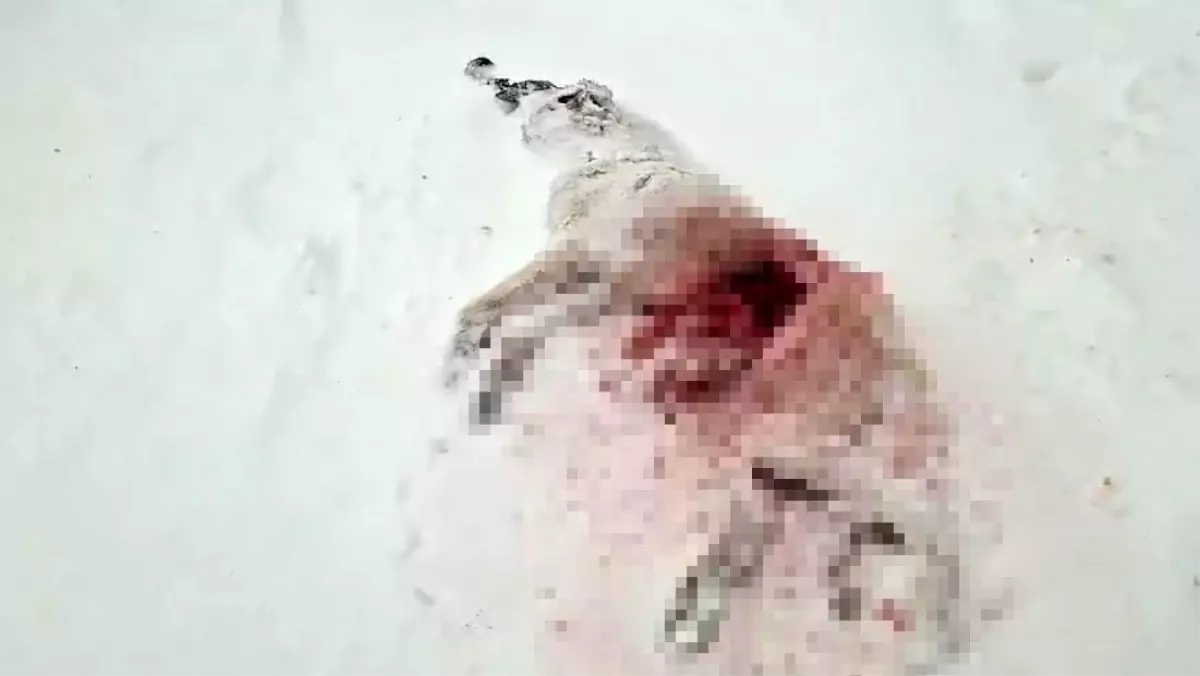 Dağda aç kalan kurtlar köyün kabusu oldu